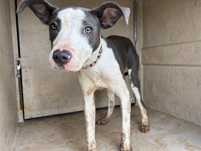 Shelter Stray Female Dog last seen Near BLOCK KNIGHT LAKE DR, OKLAHOMA CITY OK 73132, 2811 SE 29th St, Oklahoma City, OK 73129, USA