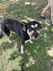Shelter Stray Male Dog last seen Near BLOCK NW 56TH PL, OKLAHOMA CITY OK 73112, 2811 SE 29th St, Oklahoma City, OK 73129, USA
