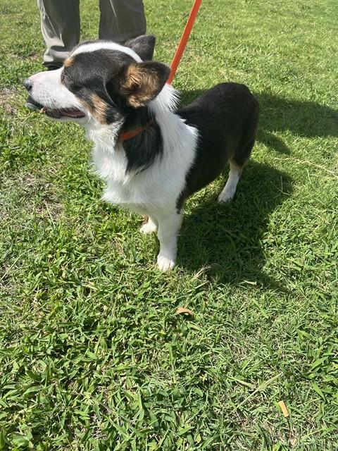 Shelter Stray Male Dog last seen Near BLOCK NW 25TH ST, OKLAHOMA CITY OK 73107, 2811 SE 29th St, Oklahoma City, OK 73129, USA