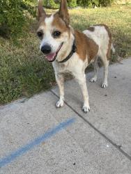 Found/Stray Male Dog last seen Bentsen Road & Lark, McAllen, TX 78504