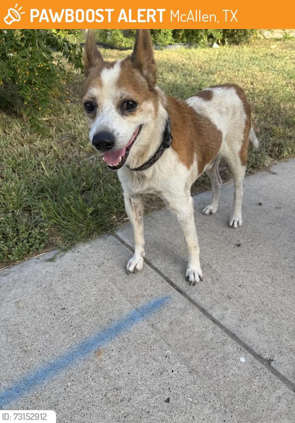 Found/Stray Male Dog last seen Bentsen Road & Lark, McAllen, TX 78504