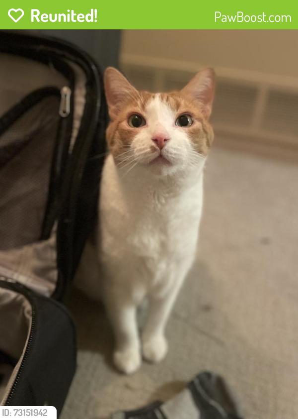 Reunited Male Cat last seen S Jackson St & E Tennessee Ave, Denver, CO 80209, USA, Denver, CO 80209
