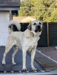 Lost Male Dog last seen Desert reef hot springs, Florence, CO 81226