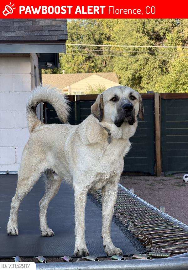 Lost Male Dog last seen Desert reef hot springs, Florence, CO 81226