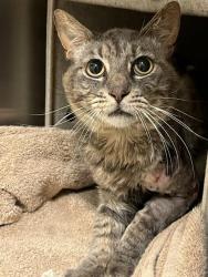 Shelter Stray Male Cat last seen Near BLOCK PRISCILLA ST, RIVERSIDE, CA, 6851 Van Buren Boulevard, Jurupa Valley, CA 92509, USA