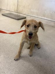 Shelter Stray Female Dog last seen Near BLOCK REDWOOD DR, PERRIS, CA, 6851 Van Buren Boulevard, Jurupa Valley, CA 92509, USA