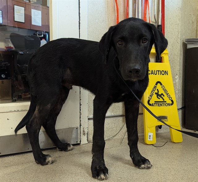 Shelter Stray Male Dog last seen Near BLOCK 54TH ST, JURUPA VALLEY, CA, 6851 Van Buren Boulevard, Jurupa Valley, CA 92509, USA