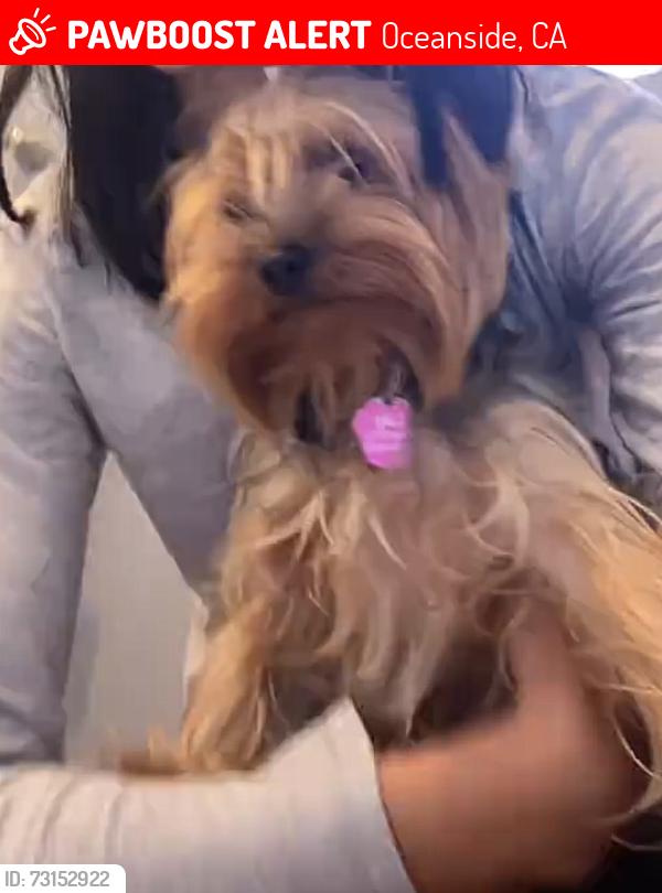 Lost Female Dog last seen College and the train tracks, Oceanside, CA 92056