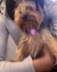 Lost Female Dog last seen College and the train tracks, Oceanside, CA 92056