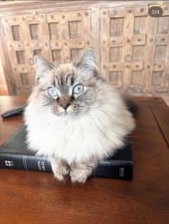 Lost Female Cat last seen North Lawrence, Lawrence, KS 66044