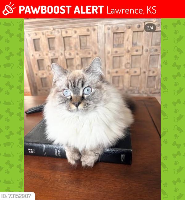 Lost Female Cat last seen North Lawrence, Lawrence, KS 66044