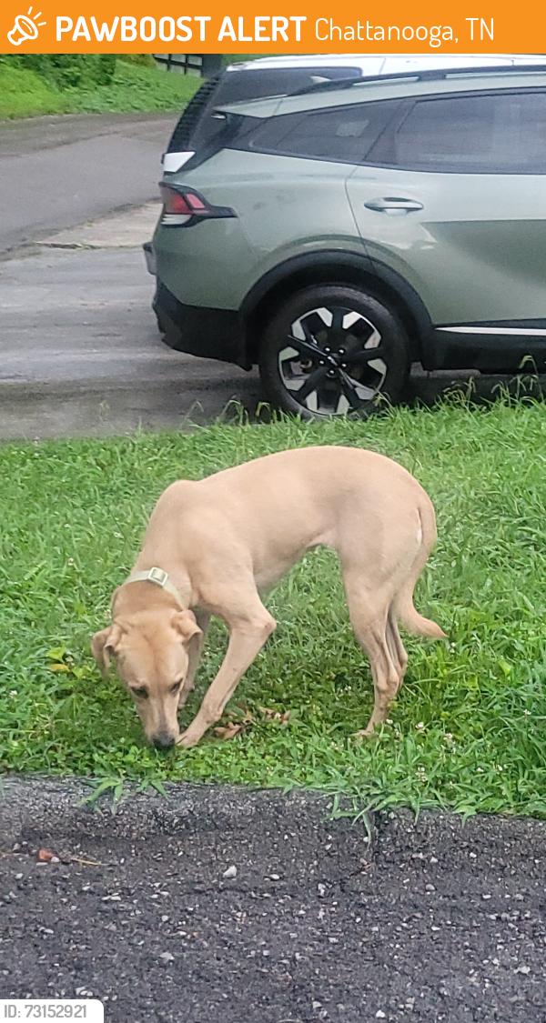 Found/Stray Female Dog last seen Sweetland drive apmts, Chattanooga, TN 37415