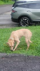 Found/Stray Female Dog last seen Sweetland drive apmts, Chattanooga, TN 37415