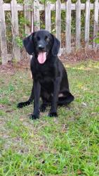 Reunited Male Dog last seen Style drive parkton, Parkton, NC 28371