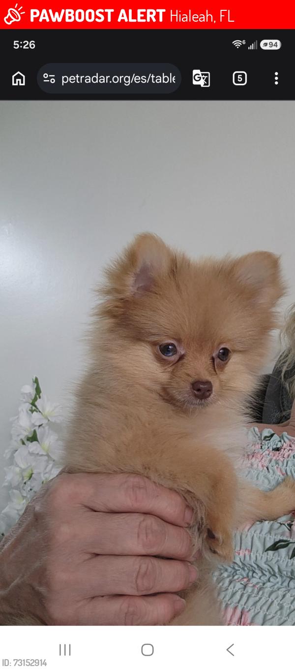Lost Female Dog last seen Near w 52 pl hialeah florida 33016, Hialeah, FL 33016