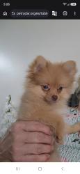 Lost Female Dog last seen Near w 52 pl hialeah florida 33016, Hialeah, FL 33016