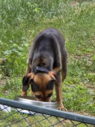 Found/Stray Female Dog last seen Near Lynn Dee Dr, Winston-Salem, NC 27106
