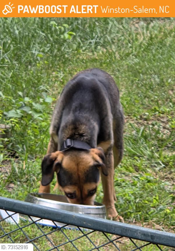 Found/Stray Female Dog last seen Near Lynn Dee Dr, Winston-Salem, NC 27106