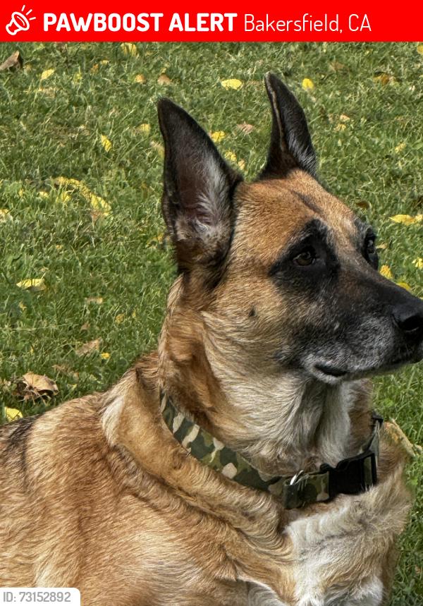 Lost Female Dog last seen brundage ln and chester ave, Bakersfield, CA 93304