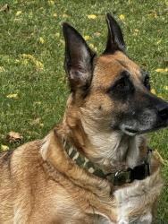 Lost Female Dog last seen brundage ln and chester ave, Bakersfield, CA 93304