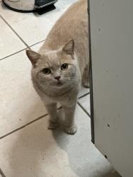 Lost Male Cat last seen Southall, Southall, England 