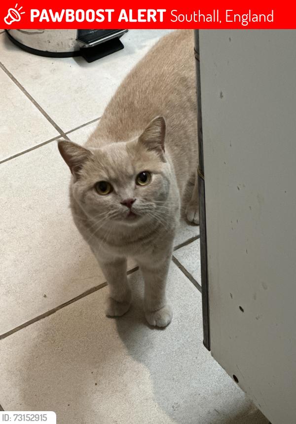 Lost Male Cat last seen Southall, Southall, England 