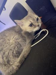 Lost Female Cat last seen Exeter street, Queens, NY 11375