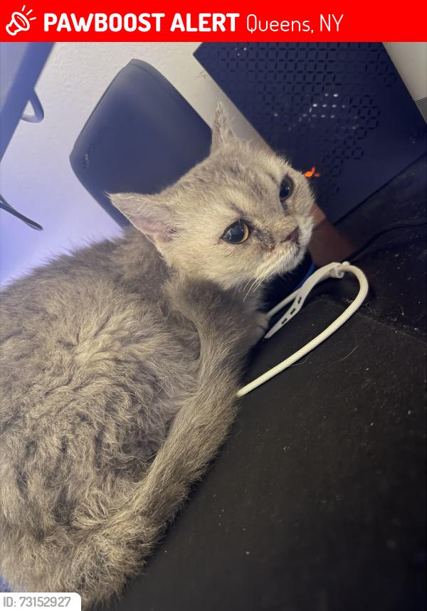 Lost Female Cat last seen Exeter street, Queens, NY 11375