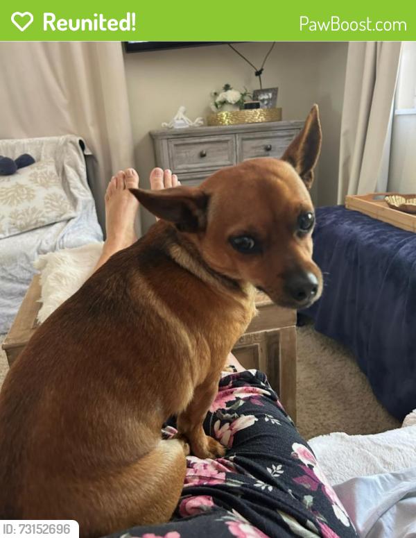 Reunited Male Dog last seen 14th Ave NE and Wilson Blvd, Rural Estates, FL 34120