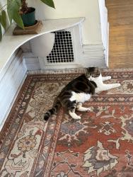 Reunited Female Cat last seen 16th and Oneida St, Denver, CO 80220