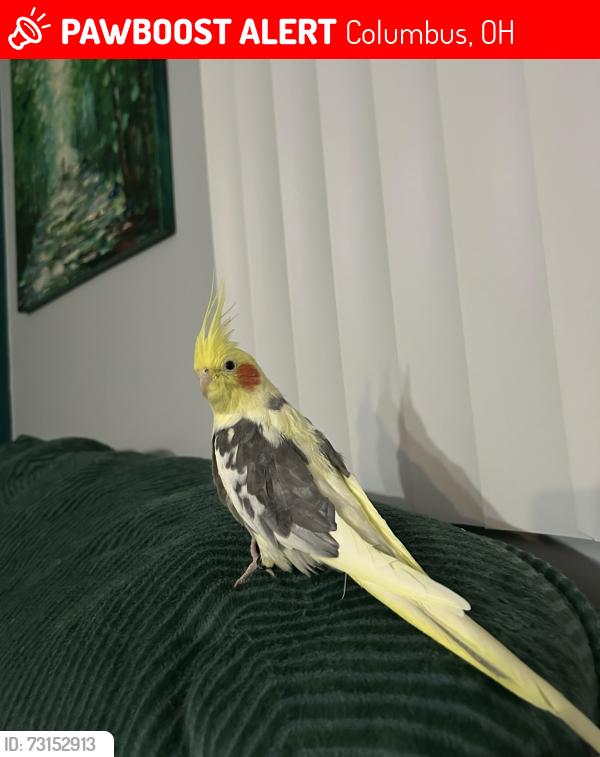 Lost Male Bird last seen Refugee and Chatterton, Columbus, OH 43232