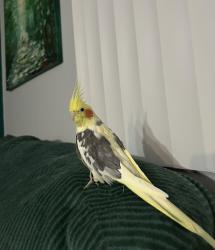 Lost Male Bird last seen Refugee and Chatterton, Columbus, OH 43232