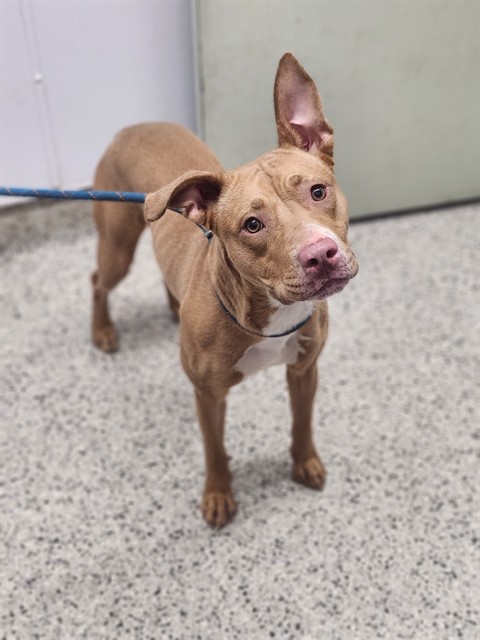 Shelter Stray Female Dog last seen Near BLOCK E 8 MILE RD, DETROIT MI 48205, 7401 Chrysler Dr, Detroit, MI 48211, USA