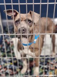 Shelter Stray Male Dog last seen Near BLOCK ELMIRA ST, DETROIT MI 48227, 7401 Chrysler Dr, Detroit, MI 48211, USA