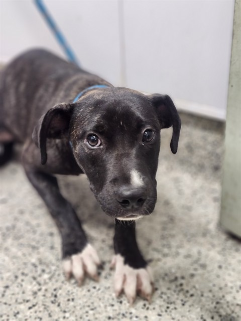 Shelter Stray Male Dog last seen Near BLOCK S ANNABELLE ST, DETROIT MI 48217, 7401 Chrysler Dr, Detroit, MI 48211, USA