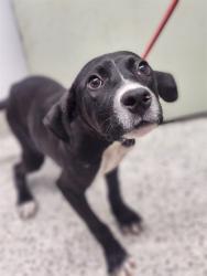 Shelter Stray Male Dog last seen Near BLOCK S ANNABELLE ST, DETROIT MI 48217, 7401 Chrysler Dr, Detroit, MI 48211, USA