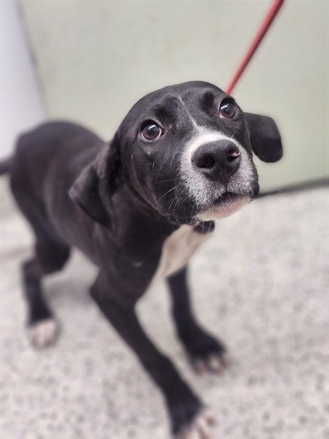 Shelter Stray Male Dog last seen Near BLOCK S ANNABELLE ST, DETROIT MI 48217, 7401 Chrysler Dr, Detroit, MI 48211, USA
