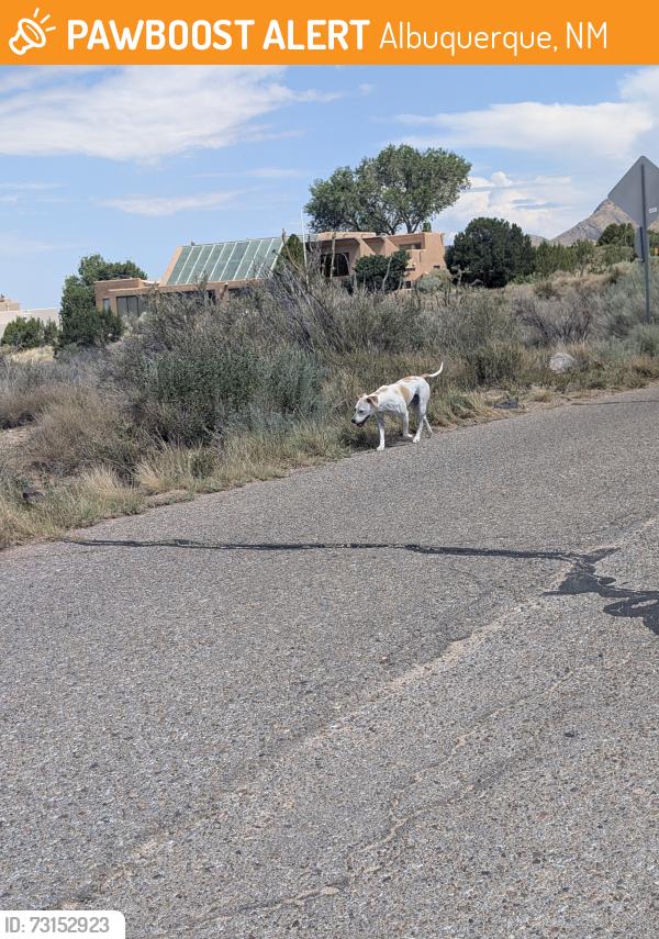 Found/Stray Female Dog last seen Bobcat blvd NE were the arroyo meets the street in Sandia heights south, Albuquerque, NM 87122