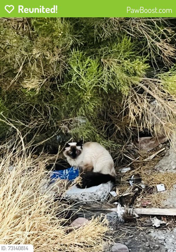 Reunited Unknown Cat last seen Near rocks facing redwood, Las Vegas, NV 89146