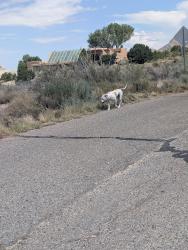 Found/Stray Female Dog last seen Bobcat blvd NE were the arroyo meets the street in Sandia heights south, Albuquerque, NM 87122