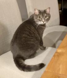 Reunited Female Cat last seen SW 115th Ave & SW Genesis Loop, Tigard, OR 97223, USA, Tigard, OR 97223