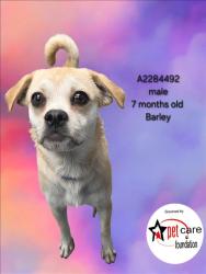 Shelter Stray Male Dog last seen , 3201 Lacy St, Los Angeles, CA 90031, USA