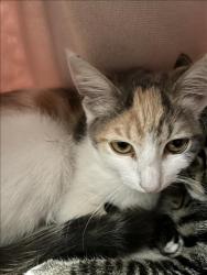 Shelter Stray Female Cat last seen , 14409 Vanowen St, Van Nuys, CA 91405, USA