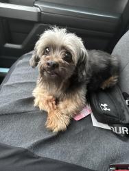 Found/Stray Male Dog last seen 20th and Franklin Ave, Erie, PA 16510