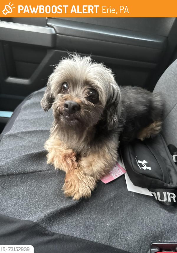 Found/Stray Male Dog last seen 20th and Franklin Ave, Erie, PA 16510