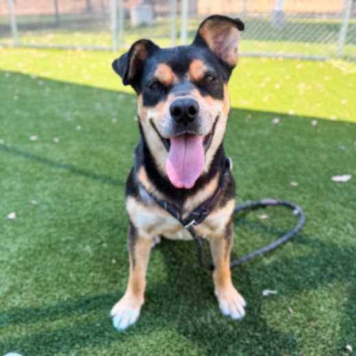 Shelter Stray Male Dog last seen , 3201 Lacy St, Los Angeles, CA 90031, USA