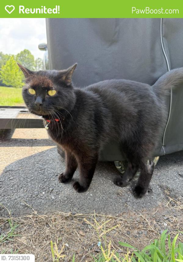 Reunited Unknown Cat last seen Airport Rhodhiss Rd, Burke County, NC 28601