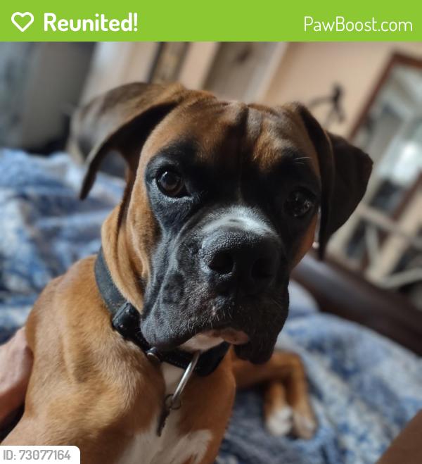 Reunited Male Dog last seen Cherry Log, Cherry Log, GA 30522