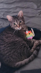 Reunited Female Cat last seen Belaire Pl. and Bonniebrook Dr., Maryland Heights, MO 63043
