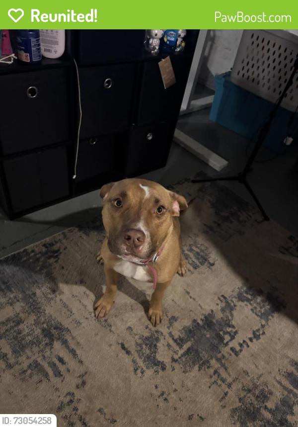 Reunited Female Dog last seen Riverside and rockton rd, Rockford, IL 61103